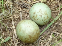 Lissotis melanogaster