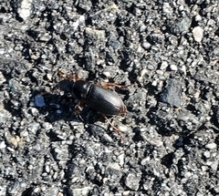 Harpalus