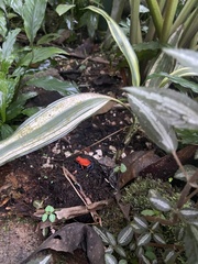 Oophaga pumilio