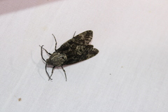 Prionoxystus robiniae