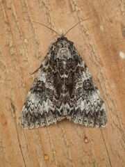 Catocala semirelicta