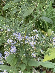 Symphyotrichum cordifolium