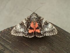 Catocala semirelicta