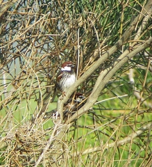 Passer hispaniolensis
