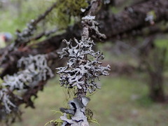 Hypogymnia imshaugii
