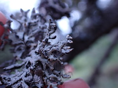 Hypogymnia imshaugii