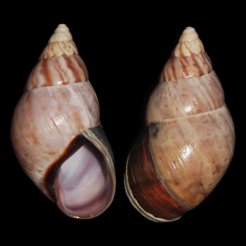 Sultana atramentaria