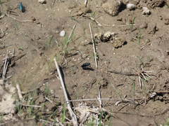 Cicindela nigrocoerulea