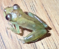 Boana cinerascens