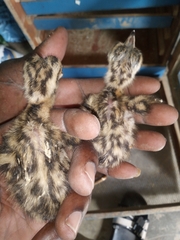 Lissotis melanogaster