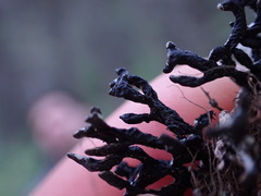 Hypogymnia imshaugii