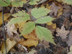 Actaea