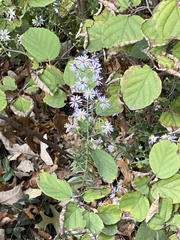 Symphyotrichum cordifolium