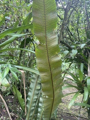 Niphidium crassifolium