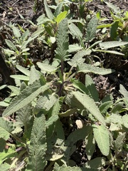 Salvia spathacea