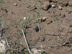 Cicindela nigrocoerulea