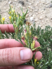 Ericameria parryi aspera