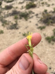 Ericameria parryi aspera