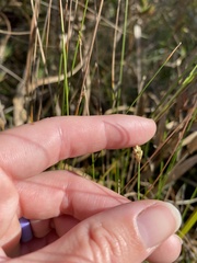 Eleocharis tuberculosa