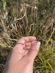 Eleocharis tuberculosa