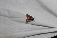 Apamea inebriata