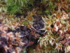 Scytinium lichenoides