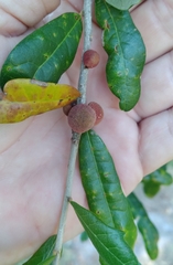 Disholcaspis quercusvirens