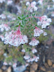 Erica perlata