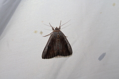 Catocala herodias gerhardi