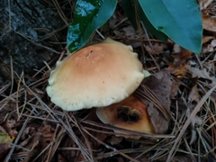 Hypholoma capnoides