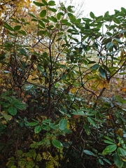 Rhododendron catawbiense