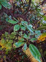 Rhododendron catawbiense