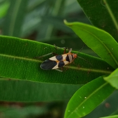 Oncopeltus unifasciatellus