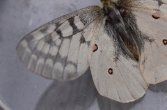 Parnassius clodius image