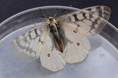 Parnassius clodius