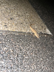 Lissotriton vulgaris