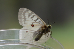 Parnassius clodius