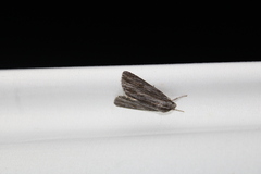 Acronicta lithospila