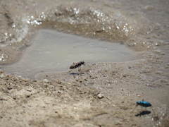 Cicindela sedecimpunctata