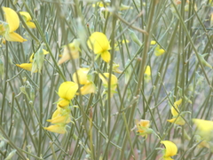 Crotalaria spartioides