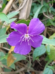 Tibouchina