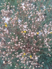 Argyranthemum frutescens