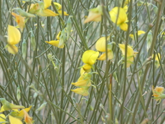 Crotalaria spartioides
