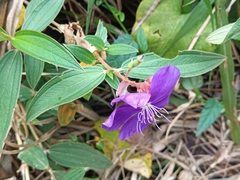 Tibouchina