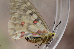 Parnassius clodius image