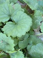 Glechoma hederacea