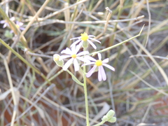 Senecio arenarius