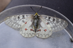 Parnassius clodius