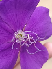 Tibouchina