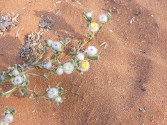 Helichrysum argyrosphaerum